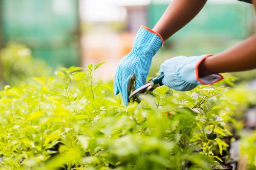 Seasonal garden maintenance in Wimbledon